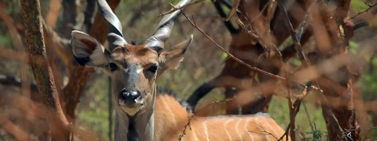 Czechs Save… Antelopes in Senegal