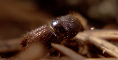 The Bark Beetle of Šumava
