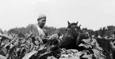 CANDID EYE (1958-1960): The Back-breaking Leaf