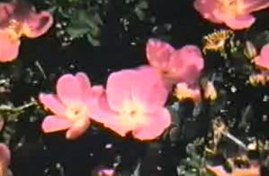 Glimpse of the Garden