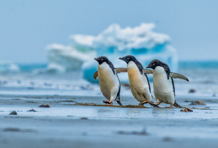 Antarctica: All or Nothing (Petr Jan Juračka & Kateřina Kopalová)