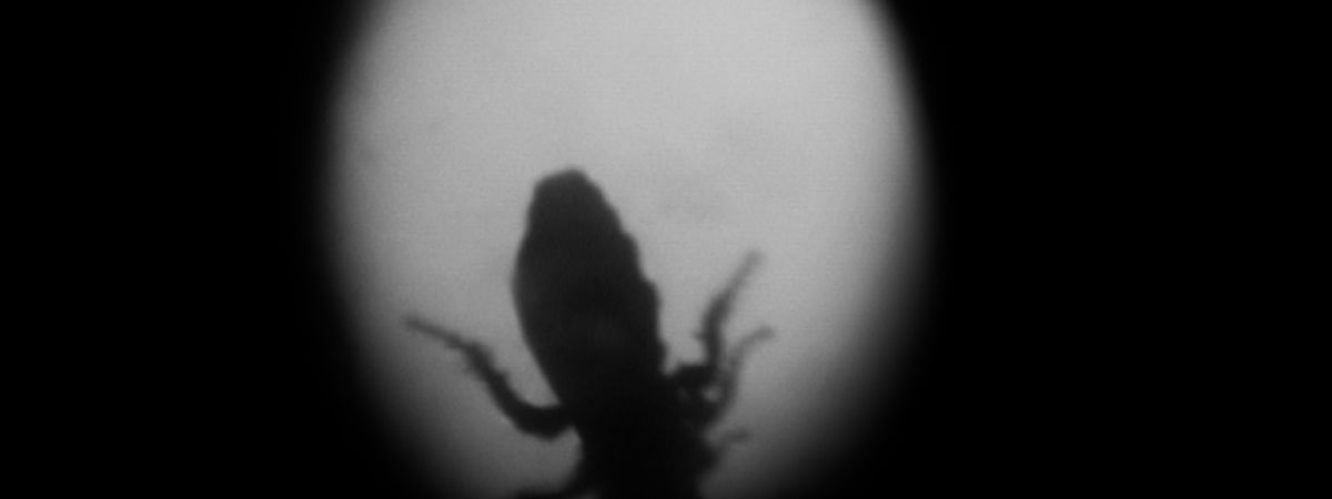 La Notte Salva