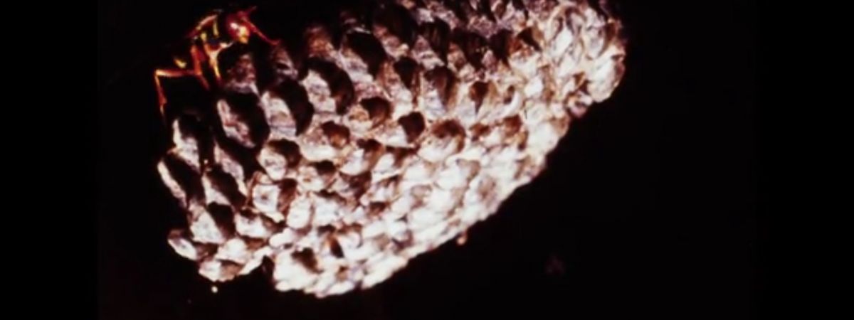 La Notte Salva