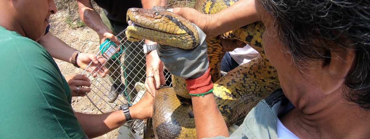 Anaconda – The End of the Myth?