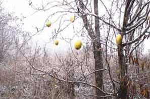 Ten Oxherding Pictures #4: Catching the Ox-Two Chinese Quinces
