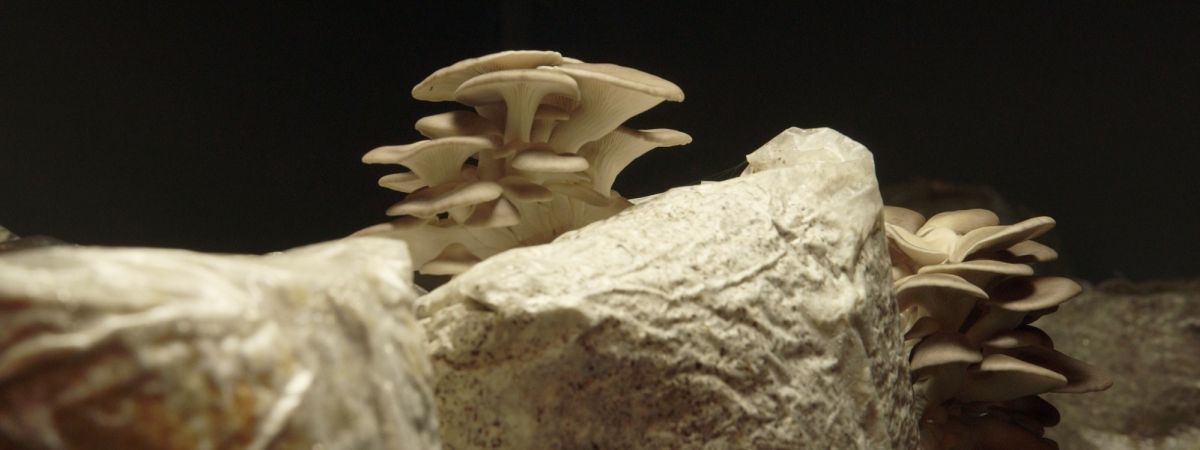 The Mushroom Speaks