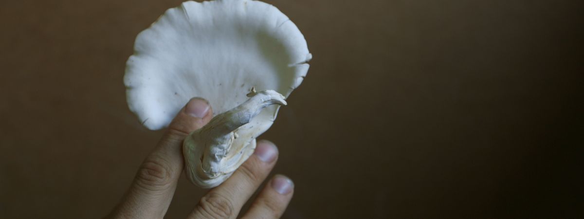 The Mushroom Speaks