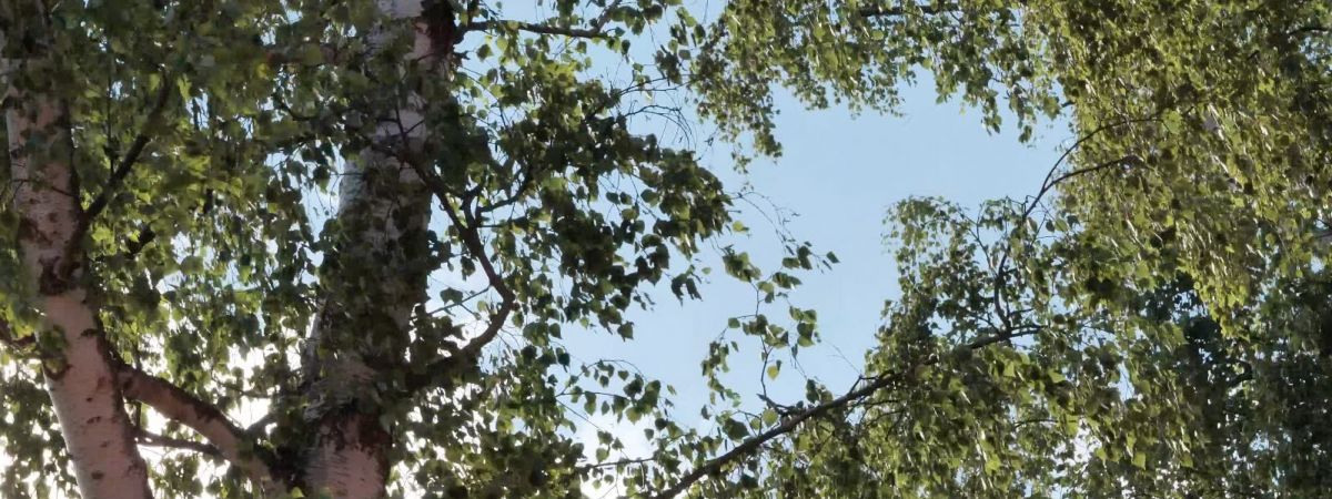 Betula Pendula