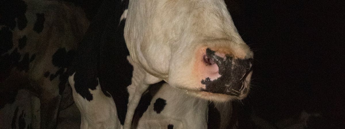 Cow