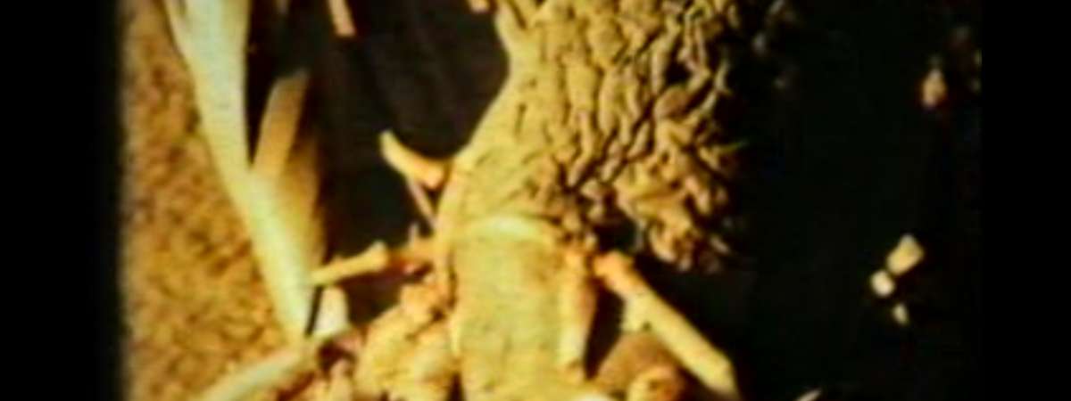 FENOMEN