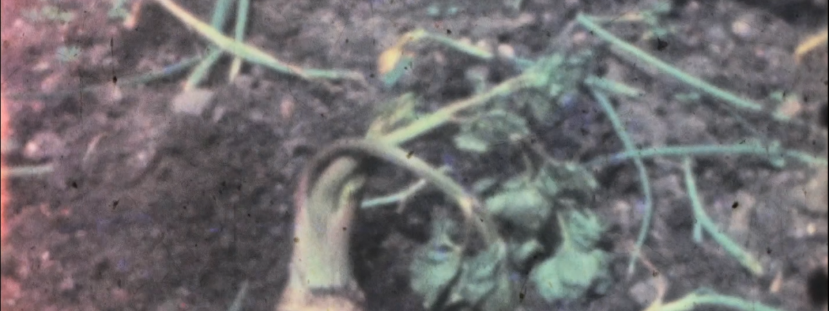 Rutabaga