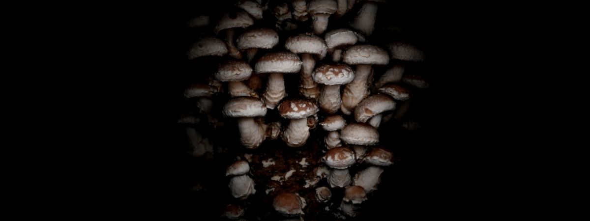 FUNGUS