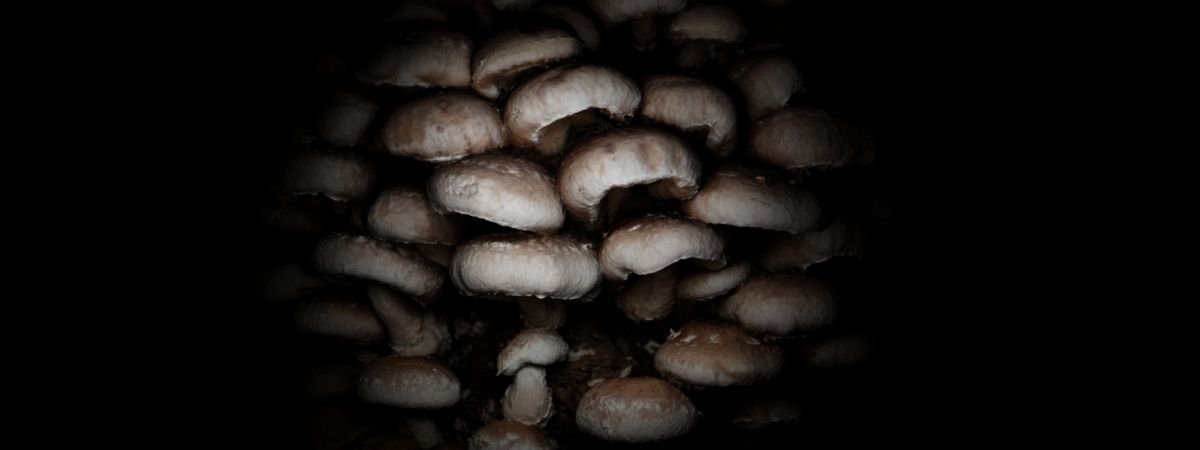 FUNGUS