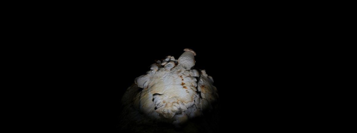 FUNGUS