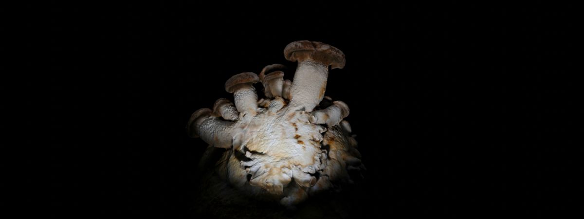 FUNGUS