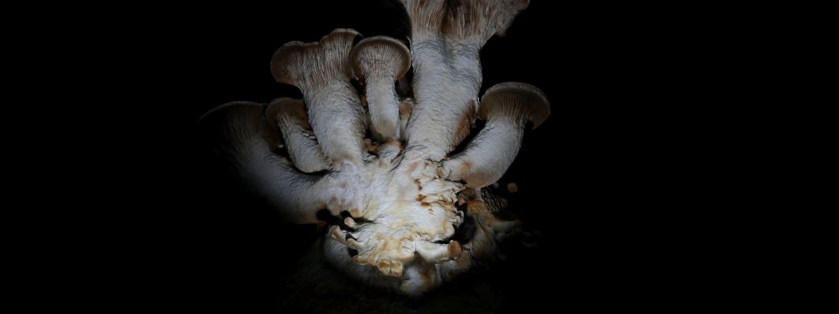 FUNGUS