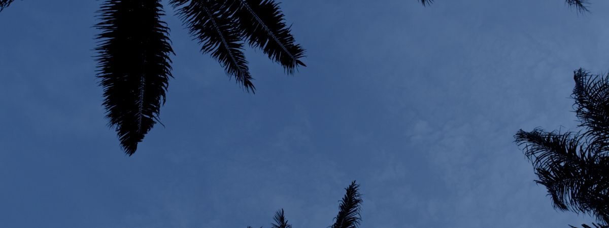 Over the Forest