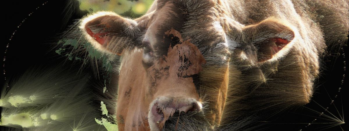 Cows:Remains