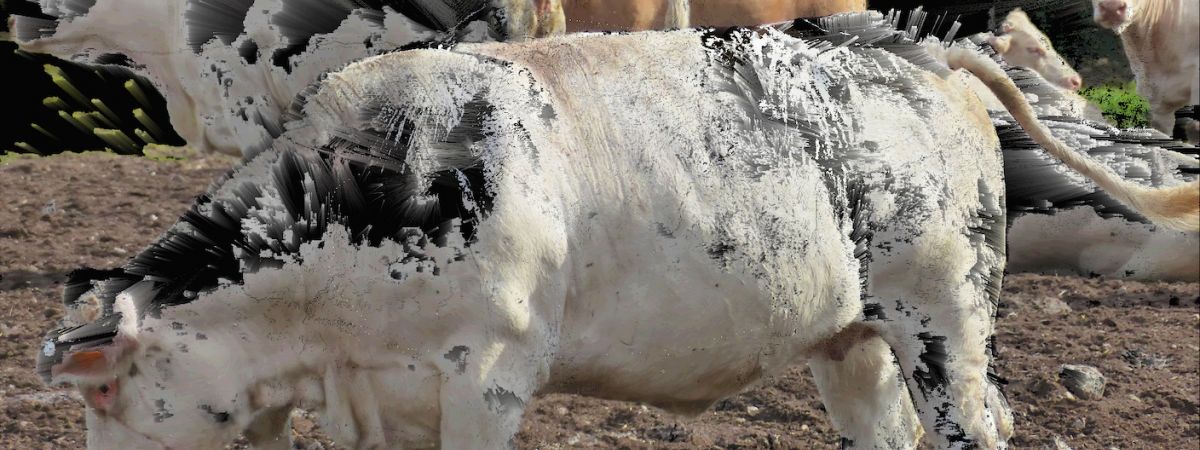 Cows:Remains
