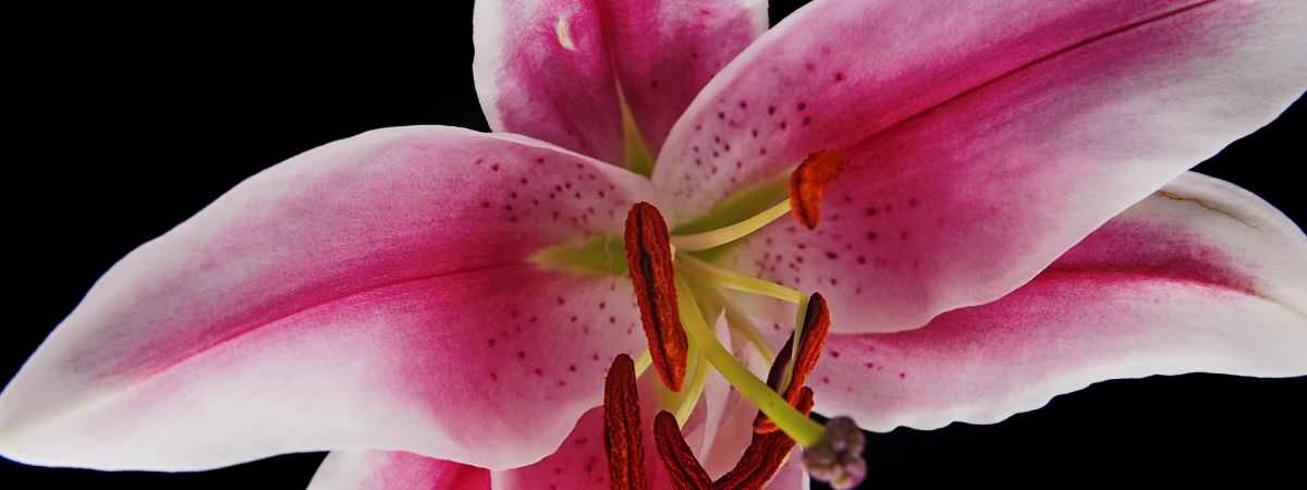 Algorithms of Beauty