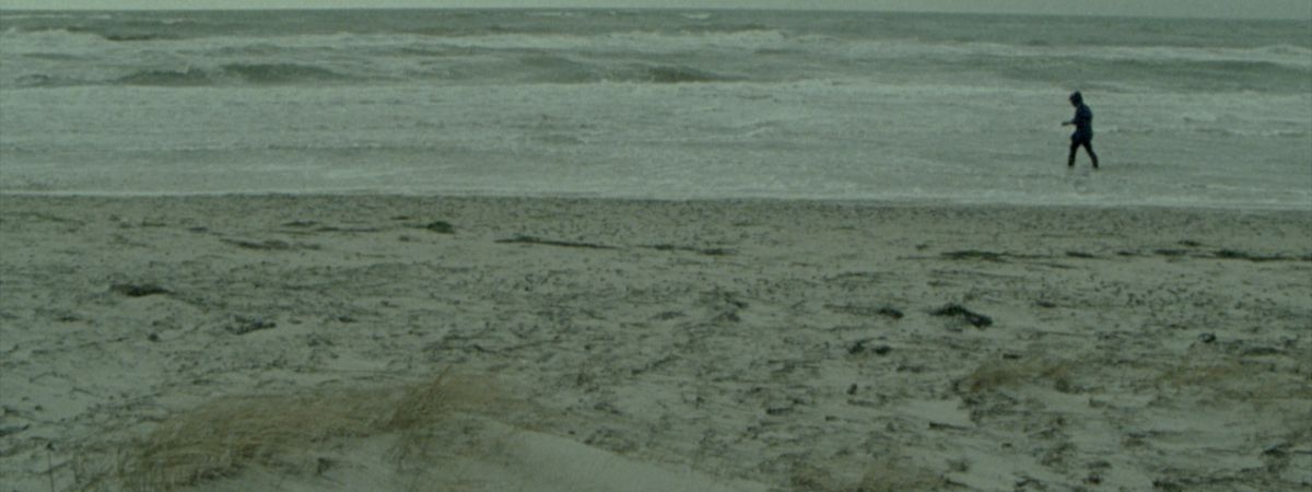 forests and coasts near zingst