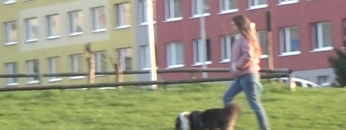 how much is it uncomfortable for dogs to step out on a highway?