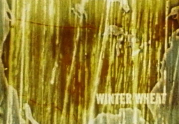 Winterwheat