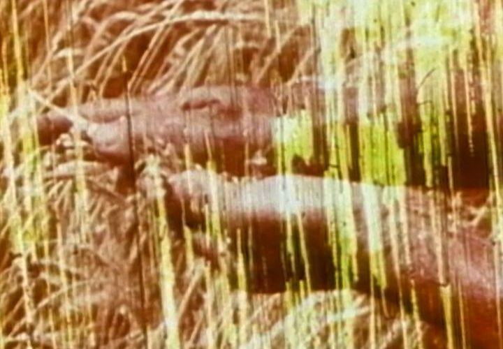 Winterwheat
