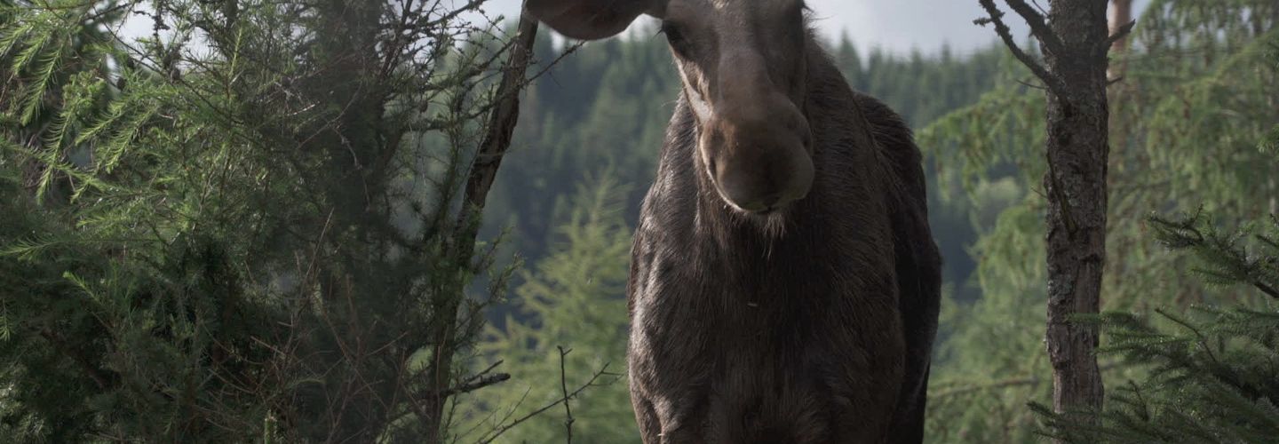 AMOOSED: a moose odyssey