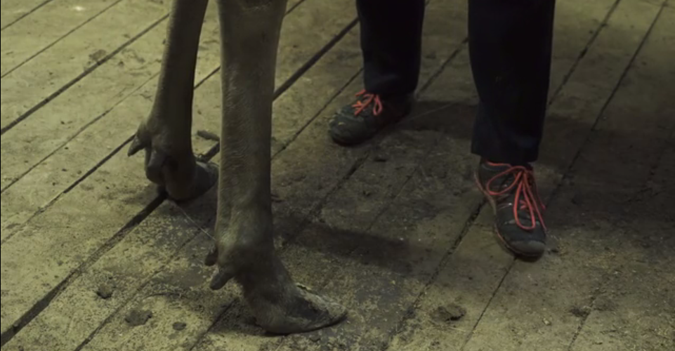 AMOOSED: a moose odyssey