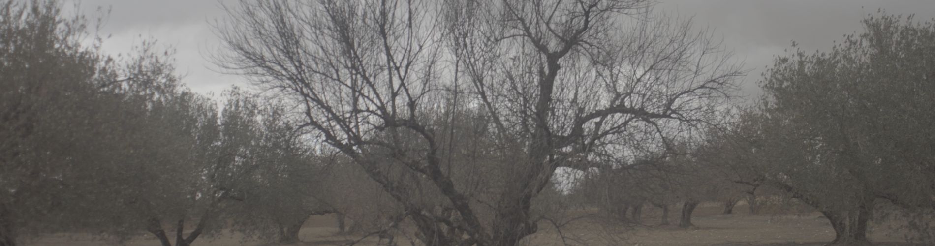 Save the Olive Tree