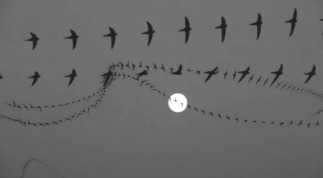 Swifts