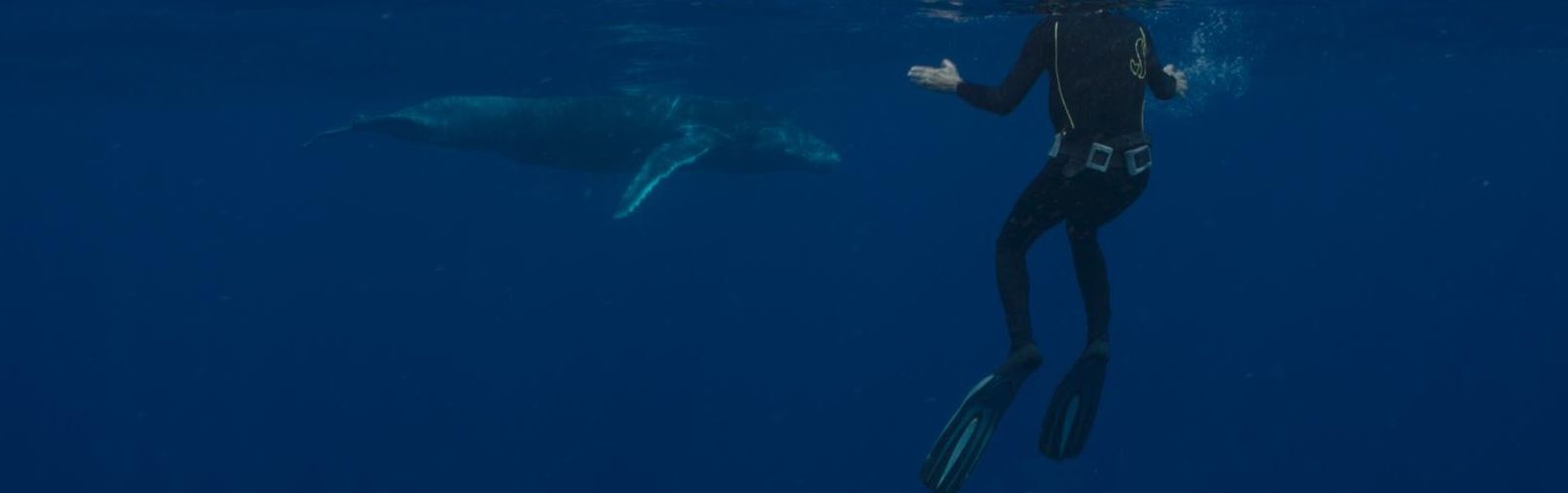 The Musician and the Whale