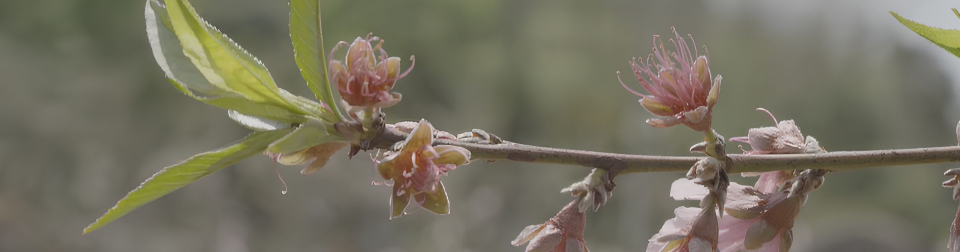 Erotic Blossoms in a Dream