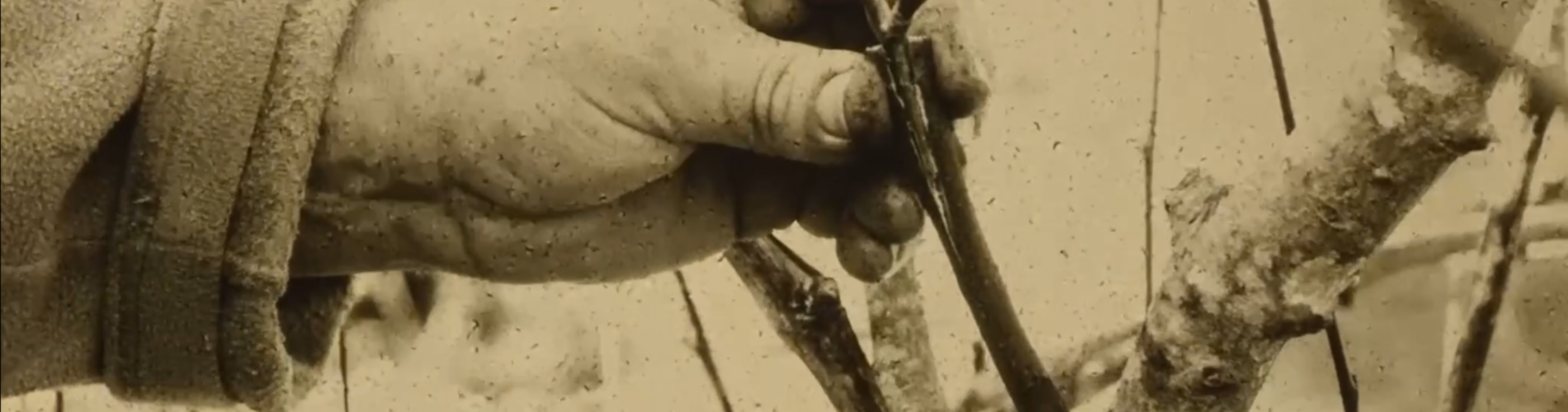 Composting Cinema: Essays on the Soil