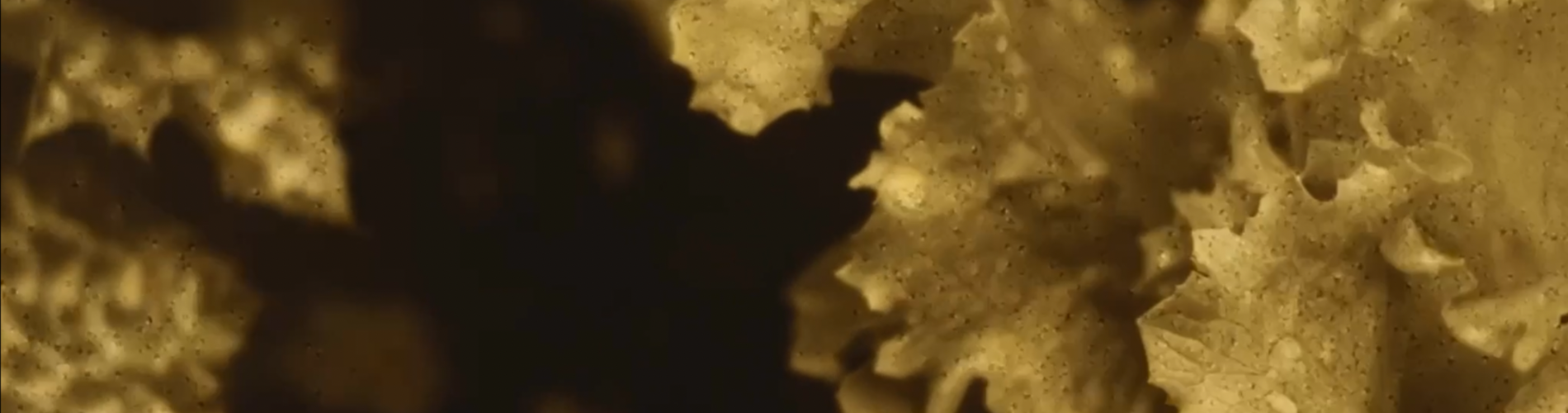 Composting Cinema: Essays on the Soil