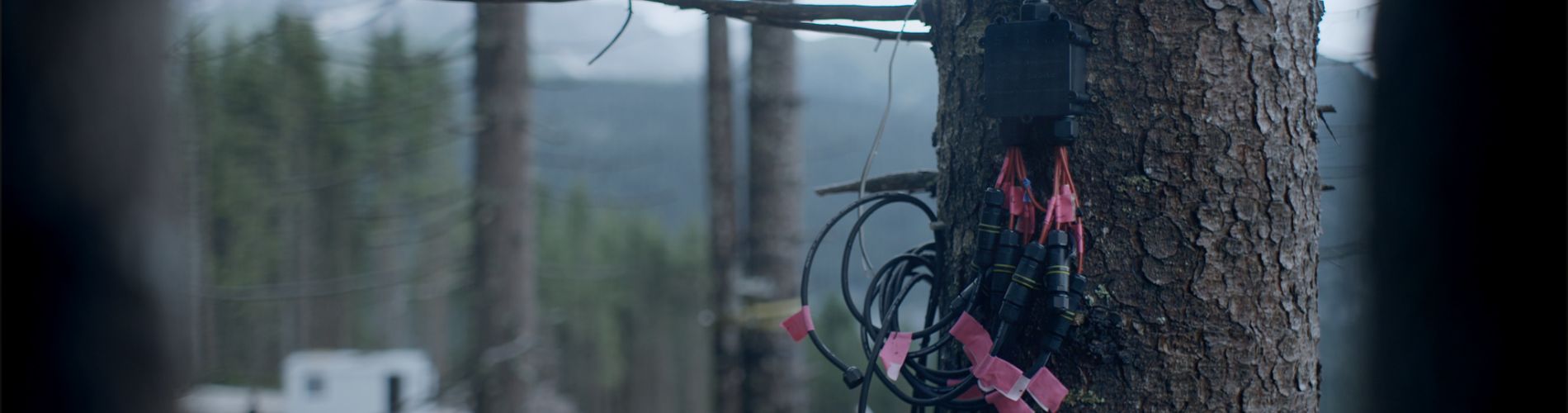 The Forest Code