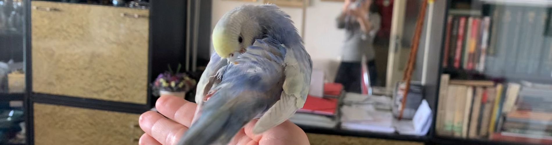 Birdie