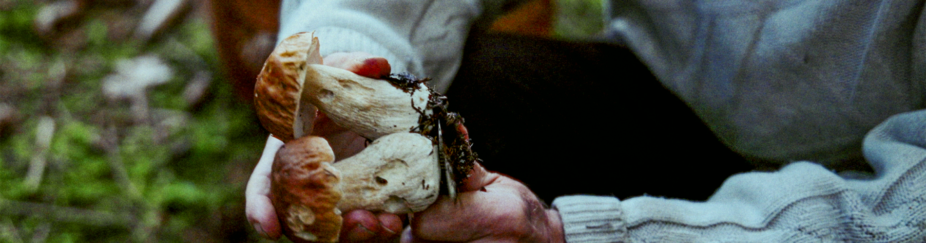 Mushroom Seconds