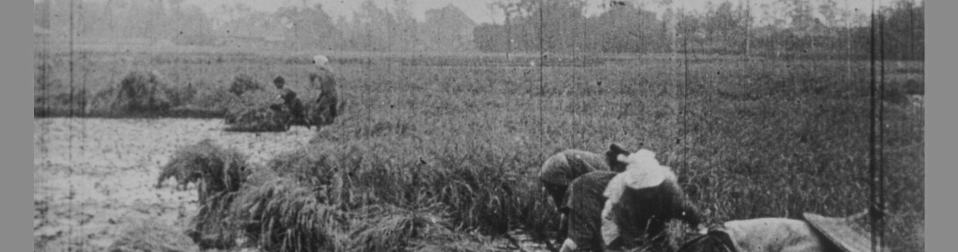 Rice Harvest
