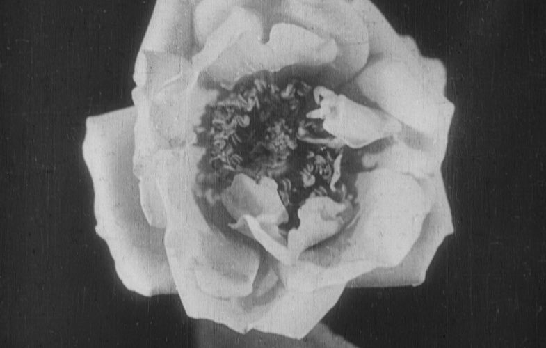 The Birth of a Flower
