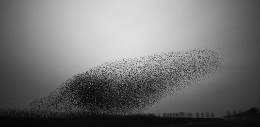 The art of flying