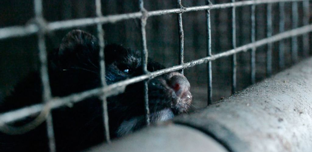 Inside Fur