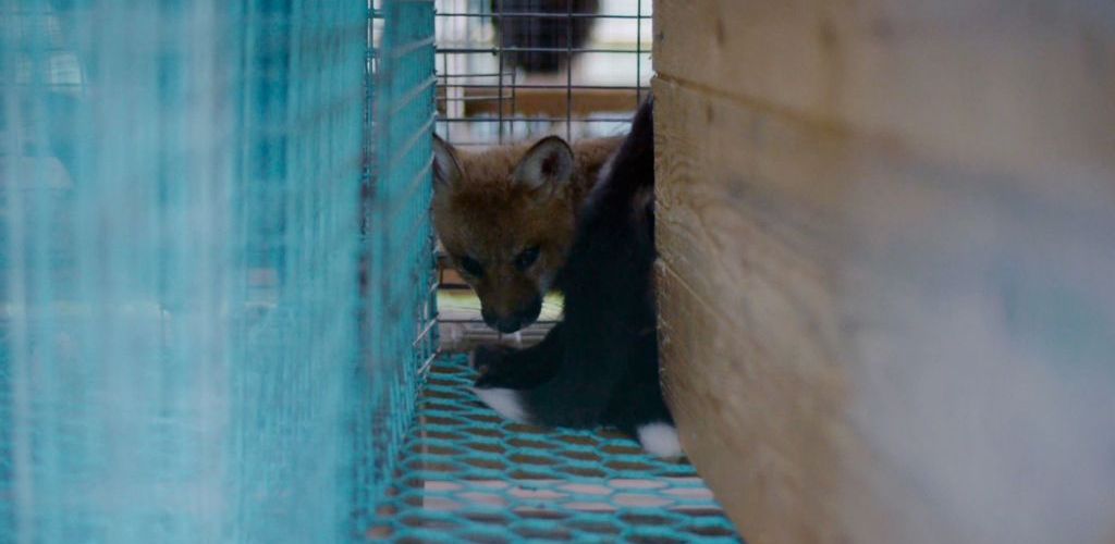 Inside Fur