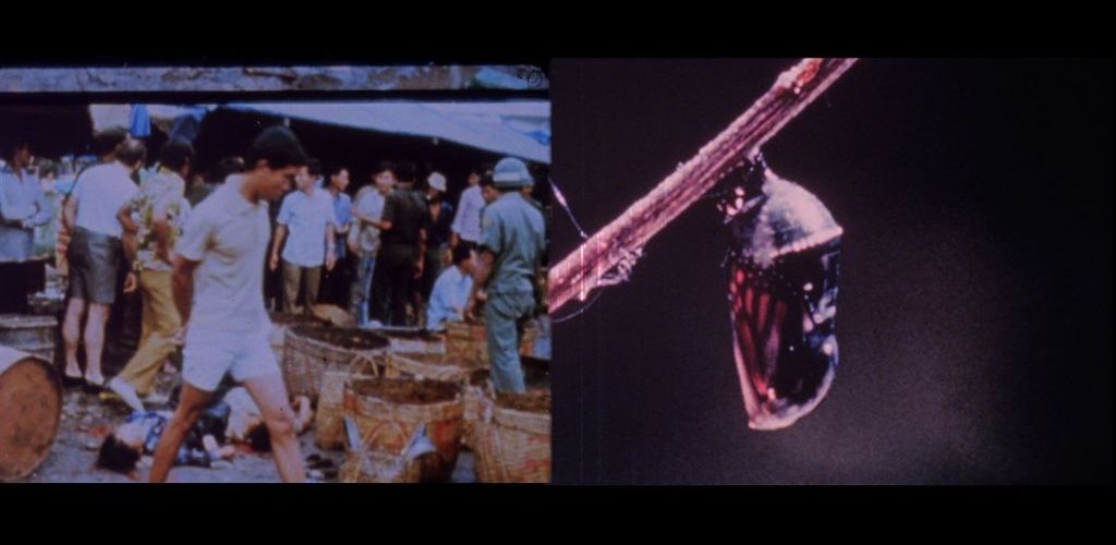 A Partial History of the Natural World, 1965