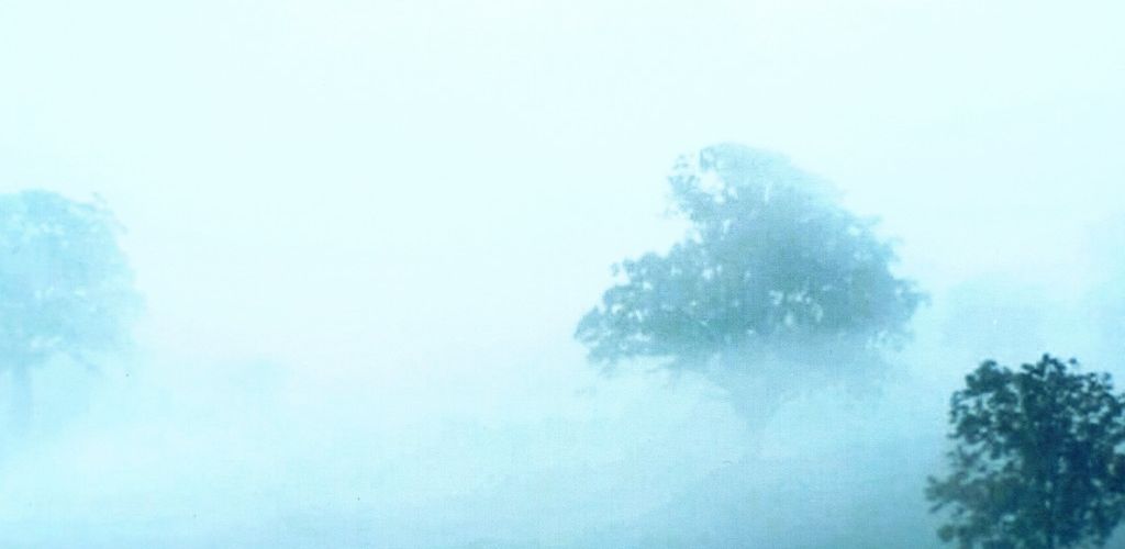 Fields in Mist