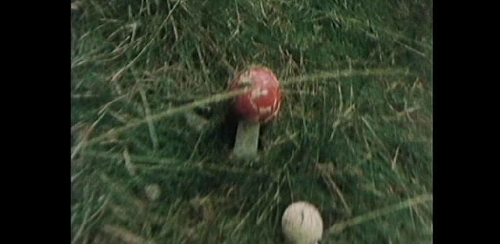 Fungus