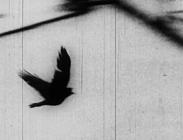 Raven