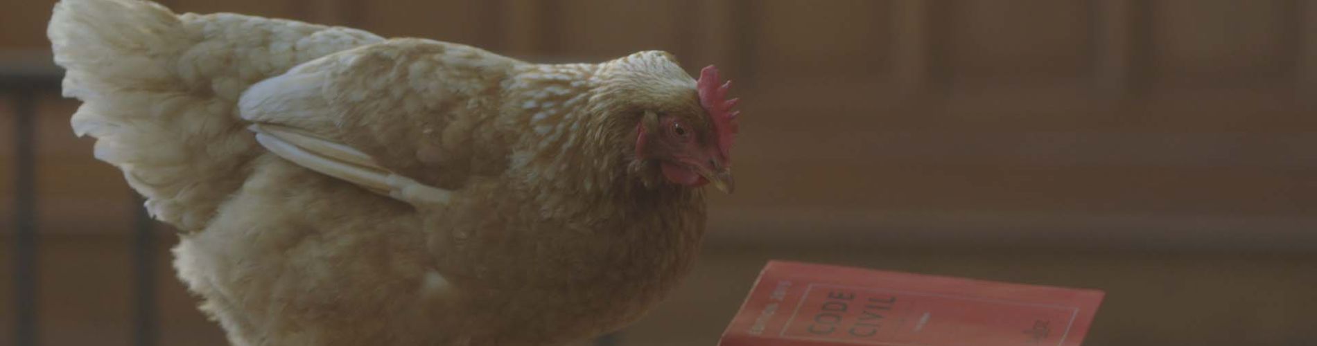 Do Animals Have Rights ?
