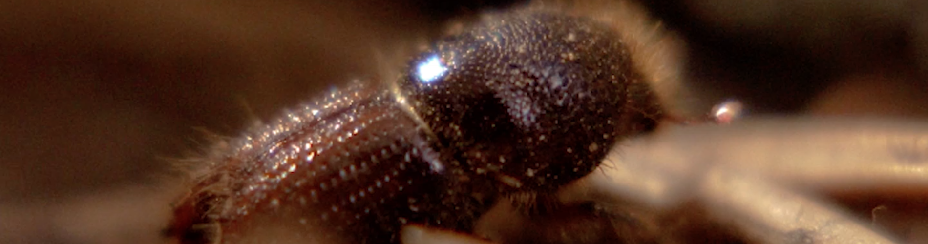 The Bark Beetle of Šumava